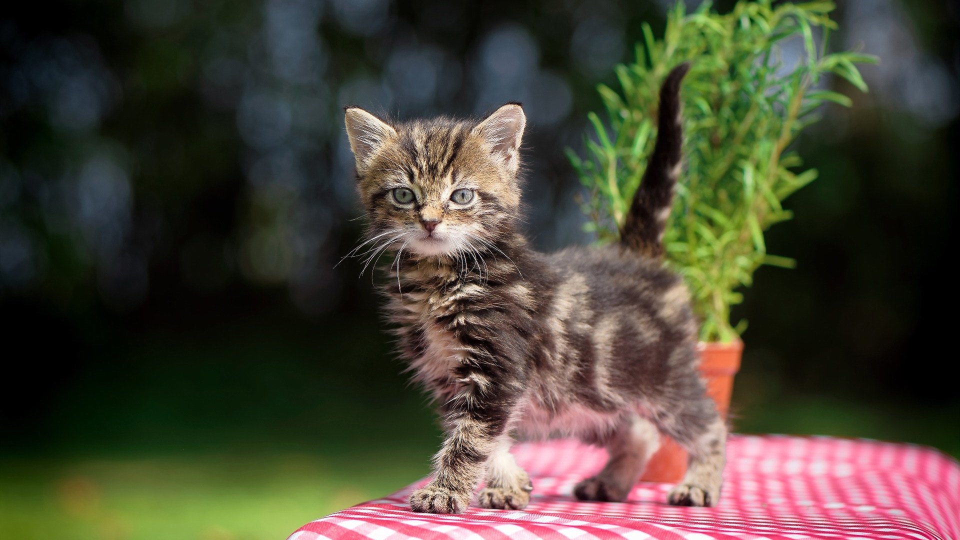 加拿大乒乓队未来方向：如何实现技术突破，提升整体实力，加拿大乒乓球国家队